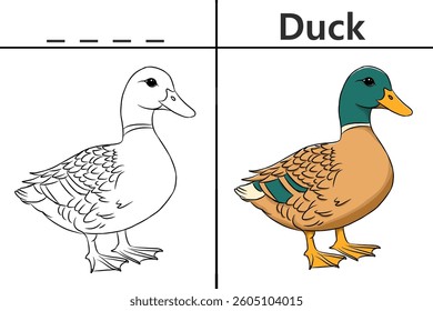 Duck coloring pages for kids and learn to recognize letters, animal recognition card media for various games in early childhood learning