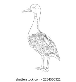 Duck colouring page vector, outline