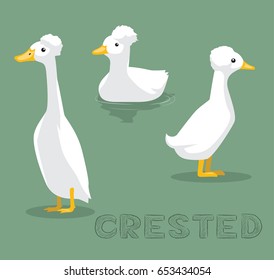 Duck Crested Cartoon Vector Illustration