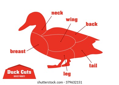 Duck cuts infographic set of meat parts, vector illustration