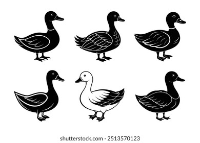 A duck Downy vector art