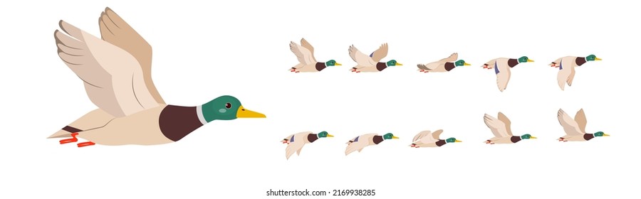 Duck or drake. Character for animation.The full flight cycle of a bird.