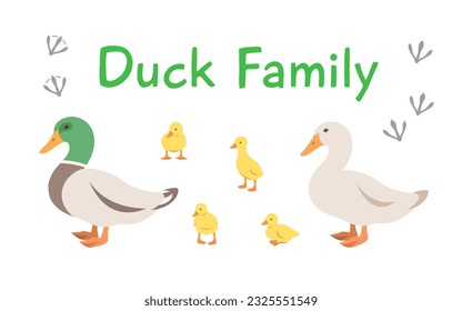 Duck, drake and ducklings in different poses. Flat vector cartoon illustration. Isolated on white. Domestic farm livestock birds family, poultry, male and female with offspring. Full length, side view