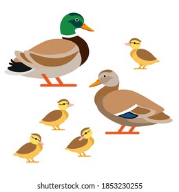 Duck, drake and ducklings. Family of ducks in vector style.