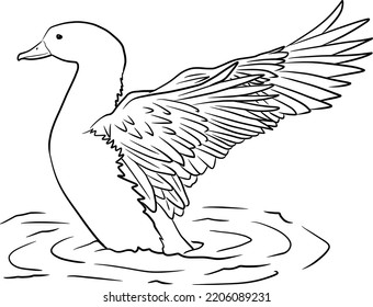 Duck drawing with stretched wings. Realistic hand drawn isolated vector line art sketch illustration of wildlife animal.