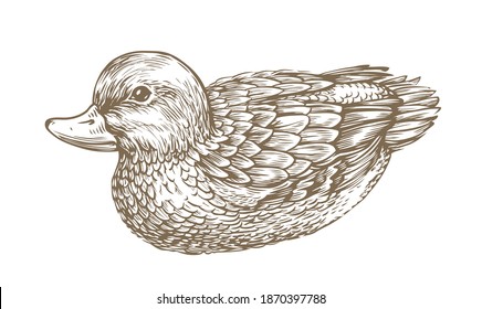 Duck Drawn Sketch. Waterfowl, Bird Vintage Vector Illustration