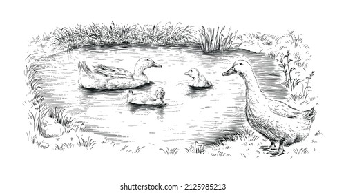 duck and ducklings hand drawing sketch engraving illustration style