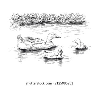 duck and ducklings hand drawing sketch engraving illustration style