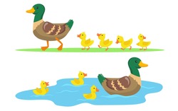 Duck And Ducklings Set. Cute Mother Duck And Yellow Babies Birds Walking On Grass And Swimming In Pond. Vector Illustrations For Farm Animals, Poultry, Countryside Concept