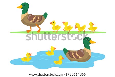 Duck and ducklings set. Cute mother duck and yellow babies birds walking on grass and swimming in pond. Vector illustrations for farm animals, poultry, countryside concept ストックフォト © 