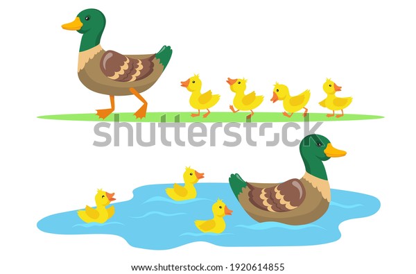 Duck and ducklings\
set. Cute mother duck and yellow babies birds walking on grass and\
swimming in pond. Vector illustrations for farm animals, poultry,\
countryside concept