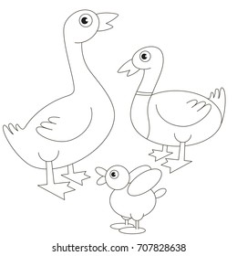 Duck family - father, mother and baby cartoon. Outlined illustration with thin line black stroke