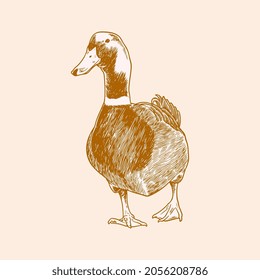 A duck, farm animals vector sketches isolated on white background. Vintage sketch of ducks minimalist style. Graphics, handmade drawing. Vector antique engraving illustration