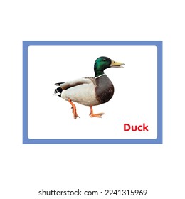 Duck, FLash Card Printable and used with many different themes