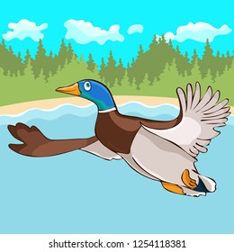 Duck flies hand drawing, cartoon character, vector illustration, caricature, card, cover, design element. Colorful painted cute funny bird drake fly over the river and forest for migrates to wintering