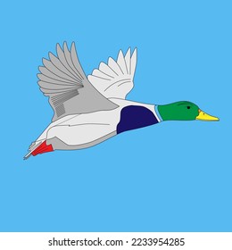 duck in flight against the blue sky
