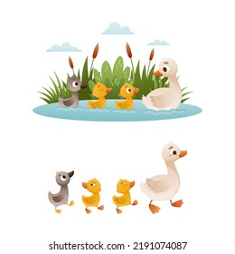 Duck Floating in Pond with Reeds and Grey Ugly Duckling from Fairytale Vector Set