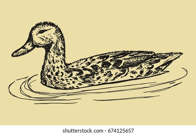The duck floats the hand drawing. Vector sketches
