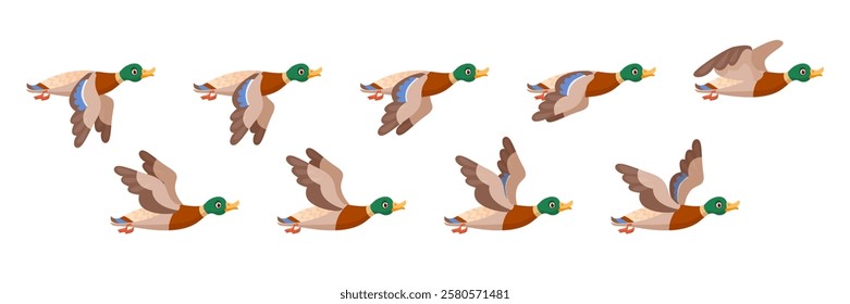 Duck fly animation. Ducks flight wing pose sequence loop, flying wild bird movement flocking silhouette sprite sheet cycle frame for 2d game, cartoon swanky vector illustration original artwork