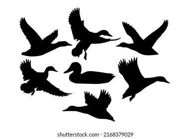 Duck flying, swimming. Template isolated on a white background
