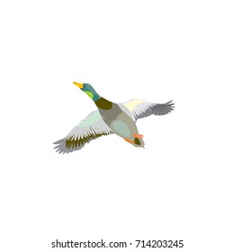 Duck flying vector. The flight of a wild bird on a white background