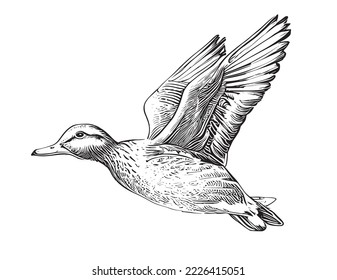 Duck flying wings up hand drawn sketch engraving style vector illustration.