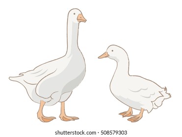 Duck and goose