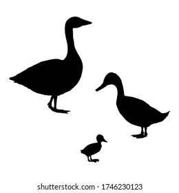 Pato, ganso y pato. Juego de vectores de la ilustración de silueta negra.