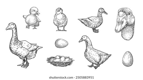 Duck, Goose with Ducklings Domestic Birds and Animals Drawing Hand Drawn Engraving Style Poultry Silhouettes and Head. Retro Vector illustrations Set. Isolated