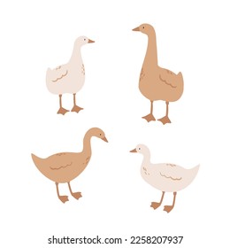 duck, goose illustrations, domestic animals clipart, farm life illustrations, farmer flat vector style