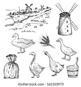 duck and goose. set of vector sketches