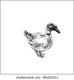 duck or goose  vector illustration, in sketch hand drawn style