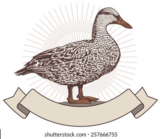 Duck in graphical style. Hand-drawn illustration.
