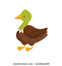 Duck with green head and brown body. Farm bird. Domestic fowl. Poultry farming. Flat vector design