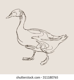 Classic Drawing Duck Images Stock Photos Vectors Shutterstock