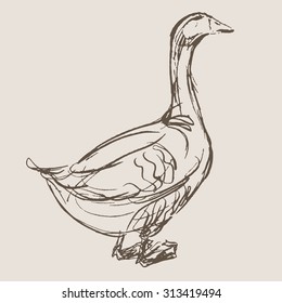 duck hand draw sketch, vector 