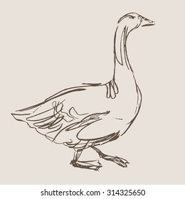 duck hand draw sketch, vector 