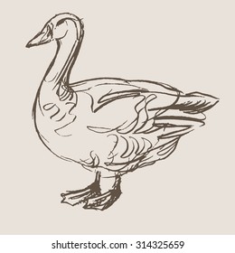 duck hand draw sketch, vector 
