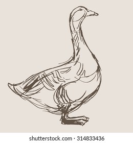duck hand draw sketch, vector 
