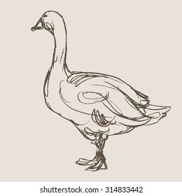 duck hand draw sketch, vector 
