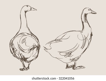 duck hand draw sketch, vector 