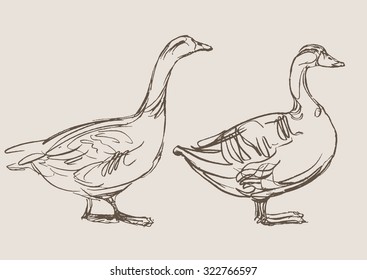 duck hand draw sketch, vector 
