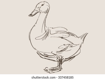 duck hand draw sketch, vector 