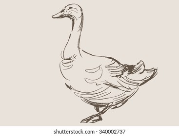 Duck Hand Draw Sketch, Vector 