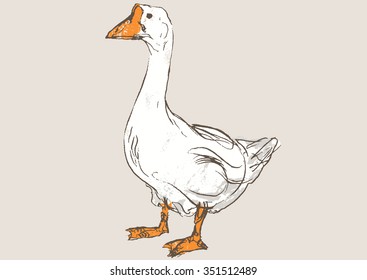 duck hand draw sketch, vector
