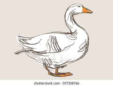 duck hand draw sketch, vector 