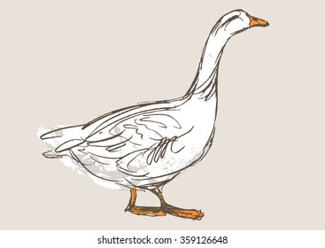 duck hand draw sketch, vector 