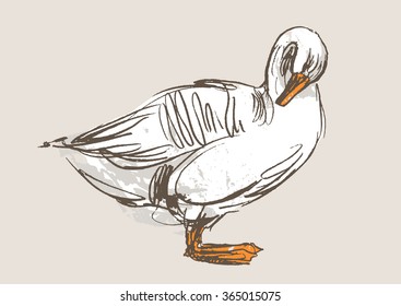 duck hand draw sketch, vector 