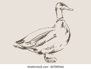 duck hand draw sketch, vector 