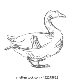 Duck Hand Draw Sketch Vector Stock Vector (Royalty Free) 452295922 ...